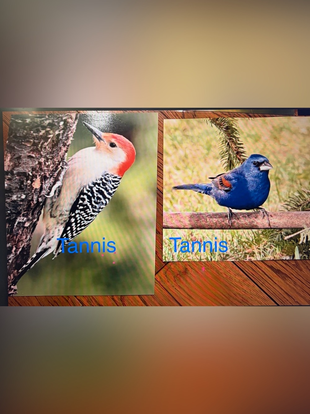 SPECIAL ORDER (Tanis) - Bird Wall Art: Red-bellied Woodpecker & Blue Grosbeak
